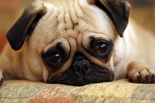matt-cutts-makes-puppy-sad matt cutts makes puppy sad Exact Match Domains Getting A Second Look: Matt Cutts