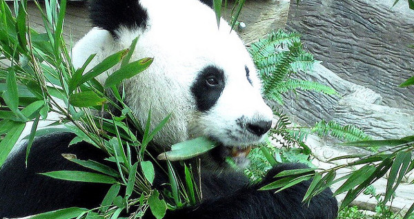 google-panda-penalty google panda penalty Google Panda & Your Link Profile