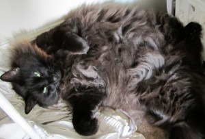 steve 300x203 Friskies iPad cat games: developed by cats, tested on humans?
