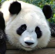 google panda update Interview With Leah Baade: Content Ninja