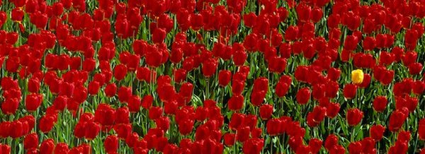 standing out Link Building Beyond The Bullsh*t