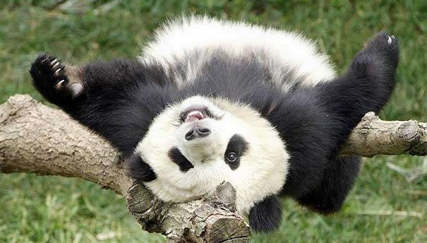 dead panda Google Panda WTF Case #90,303